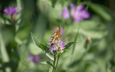 High brown fritillary on a knapweed blossom wallpaper