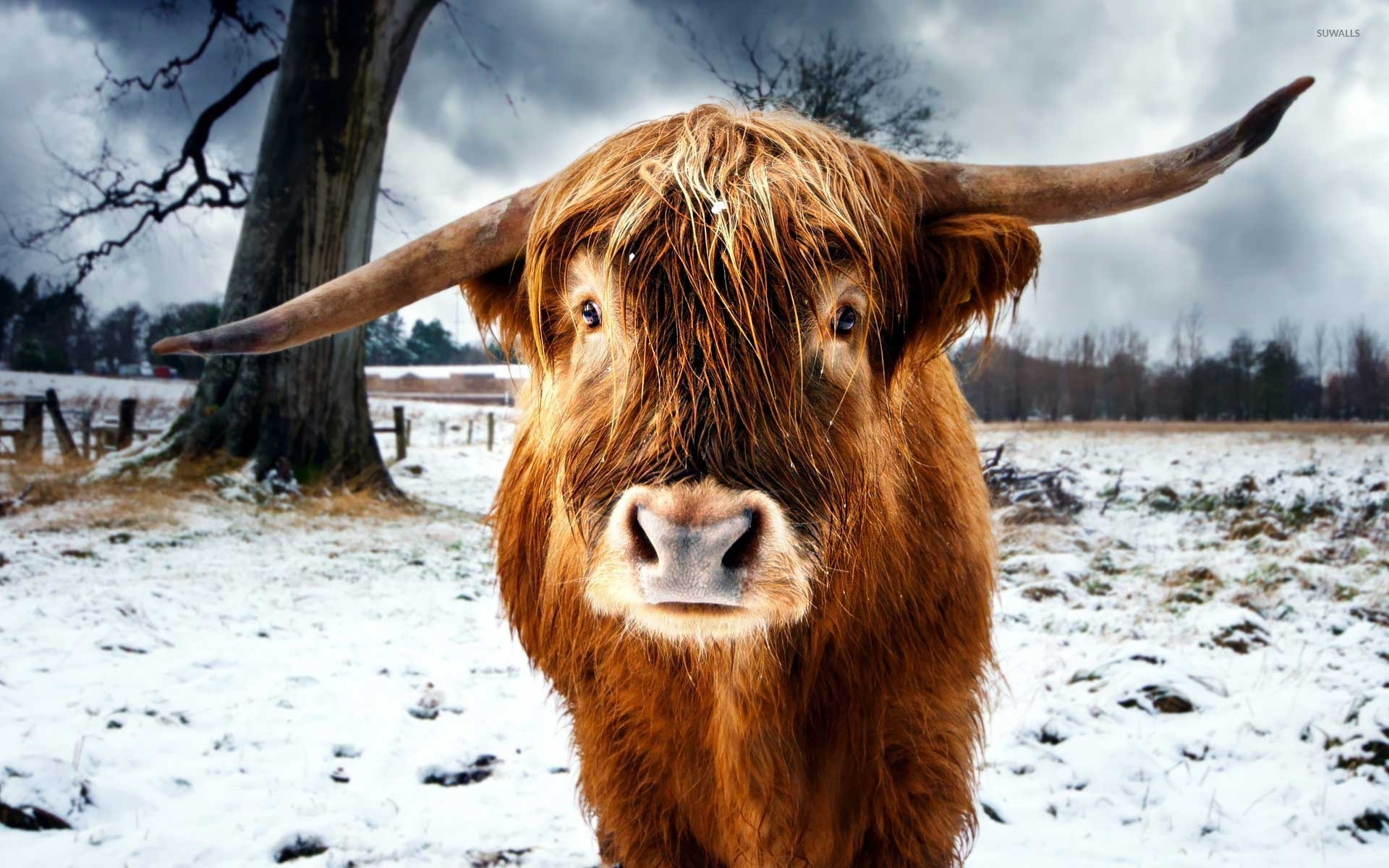 Featured image of post Bulls Animal Wallpaper / Download from a curated selection of animal wallpapers for your mobile and desktop screens.