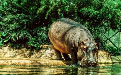 Hippo drinking water Wallpaper