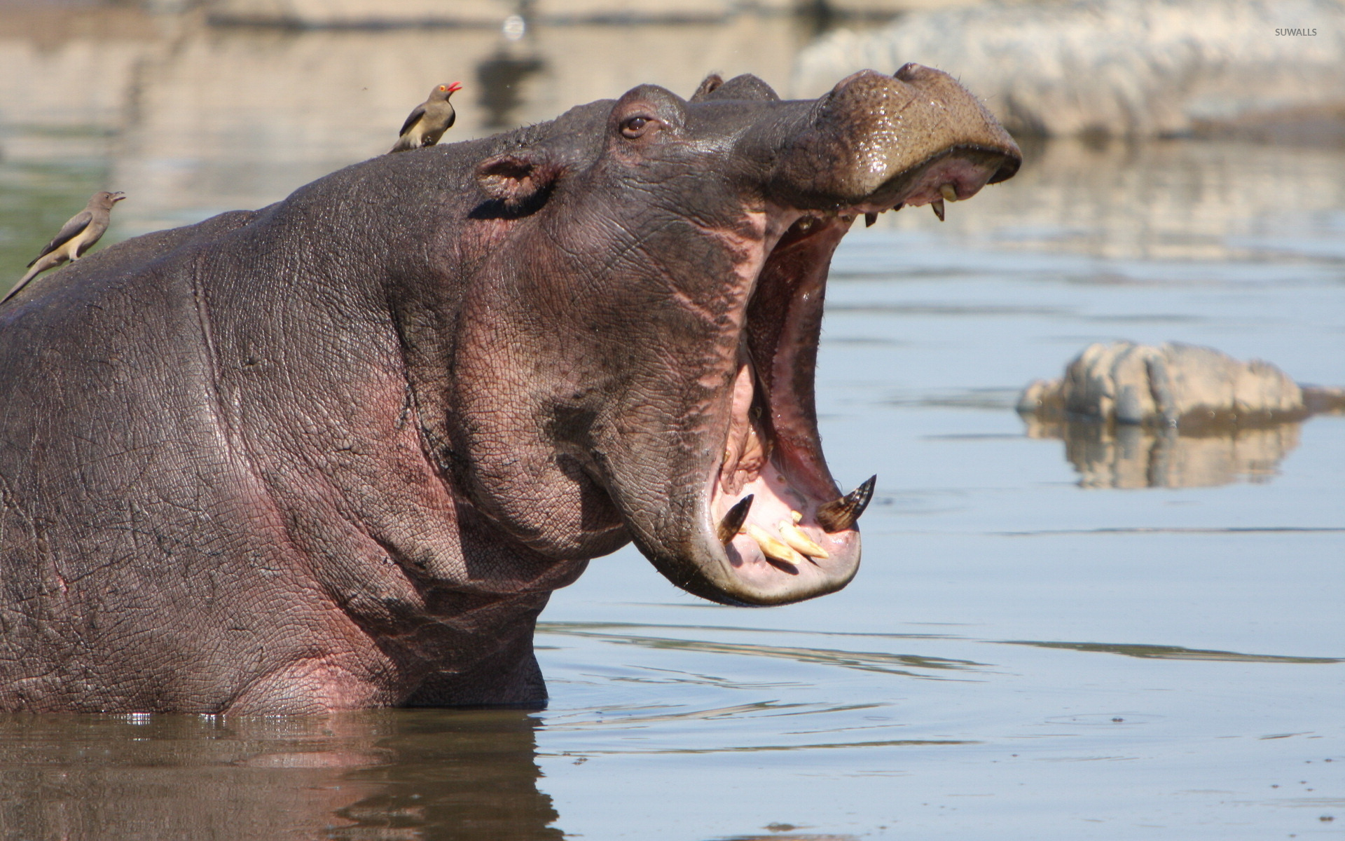 Hippo in water wallpaper - Animal wallpapers - #42288