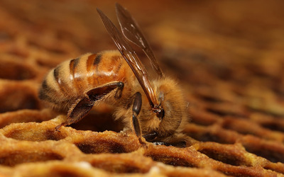 Honeybee wallpaper