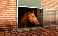 Horse in stable wallpaper 3840x2160 jpg