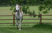 Horse on the green field wallpaper 2560x1600 jpg