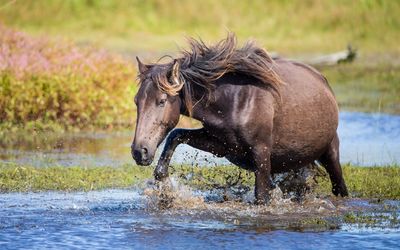 Horse trying to cross the water wallpaper