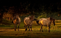 Horses [10] wallpaper 1920x1200 jpg
