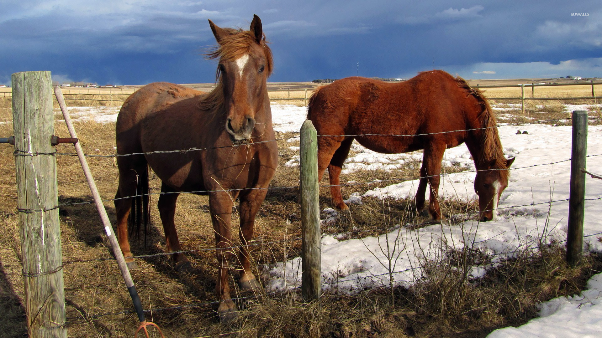 Horses behind the fence wallpaper - Animal wallpapers - #22330