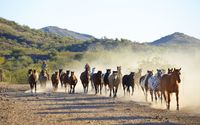 Horses by a ranch wallpaper 2560x1600 jpg