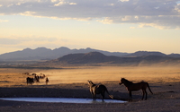 Horses in desert wallpaper 1920x1080 jpg