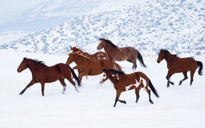 Horses in snow wallpaper