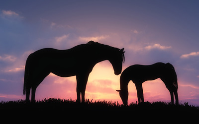 Horses in the grass in the sunset wallpaper