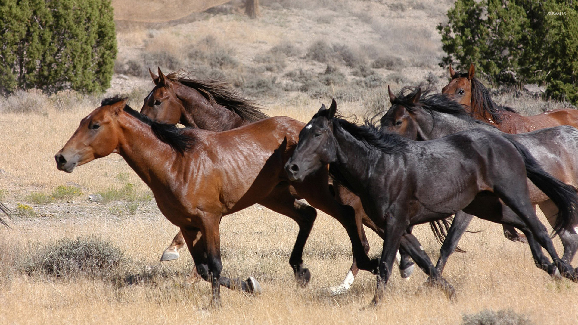 horses-running-wallpaper-animal-wallpapers-49364