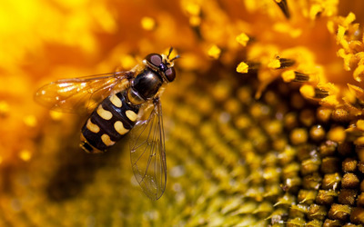 Hoverfly [4] wallpaper