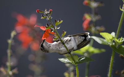 Hummingbird hanging from a red flower wallpaper