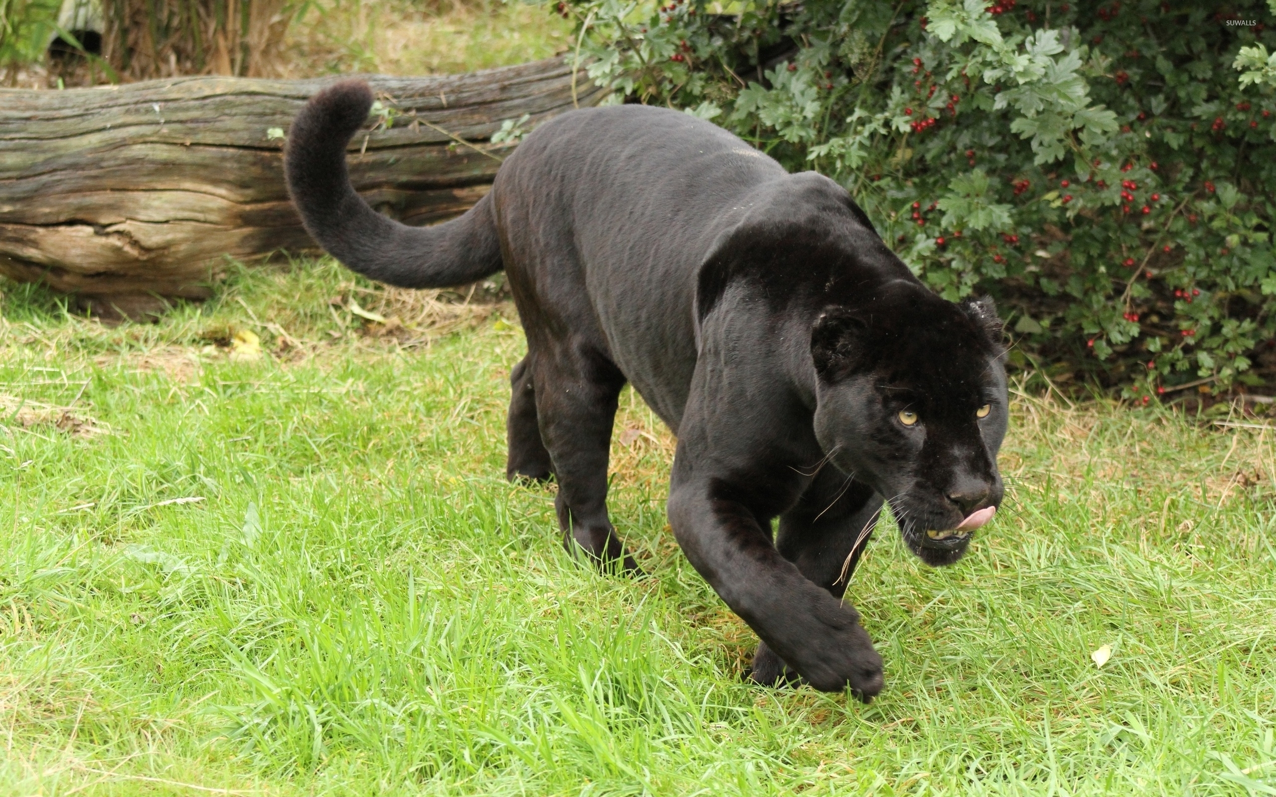 Hungry black jaguar wallpaper - Animal wallpapers - #47189