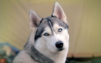 Husky gazing with its beautiful blue eyes wallpaper 2560x1600 jpg