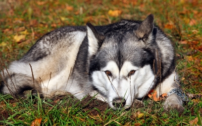 Husky resting in the grass Wallpaper