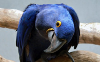 Hyacinth macaw [2] wallpaper 1920x1080 jpg
