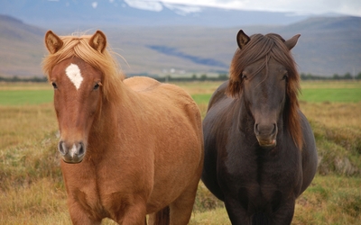 Icelandic horses wallpaper