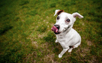 Jack Russell Terrier wallpaper 1920x1200 jpg