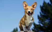 Jack Russell Terrier [2] wallpaper 1920x1080 jpg
