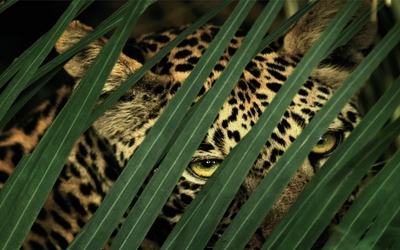Jaguar hiding wallpaper