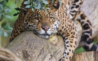 Jaguar on a tree branch wallpaper 2560x1600 jpg