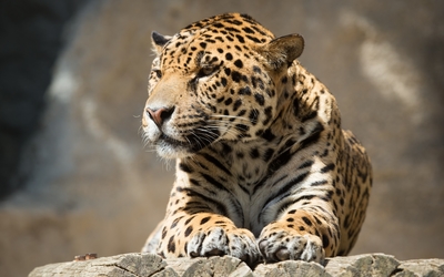 Jaguar resting on tree logs wallpaper