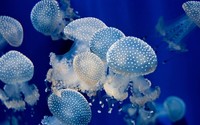 Jellyfish [3] wallpaper 1920x1080 jpg