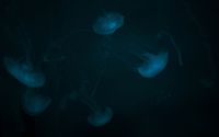 Jellyfish [8] wallpaper 2880x1800 jpg