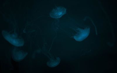 Jellyfish [8] wallpaper