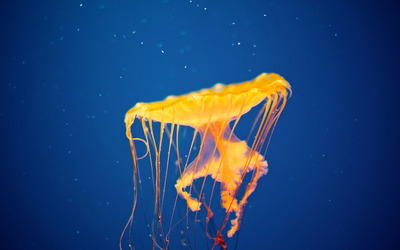 Jellyfish [5] wallpaper