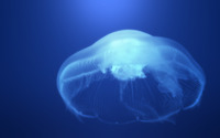 Jellyfish [6] wallpaper 2560x1600 jpg