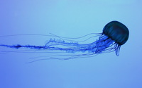 Jellyfish [2] wallpaper 1920x1200 jpg