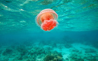 Jellyfish in the water wallpaper 1920x1200 jpg