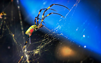Joro spider wallpaper 2560x1600 jpg