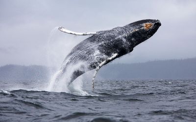 Jumping whale wallpaper