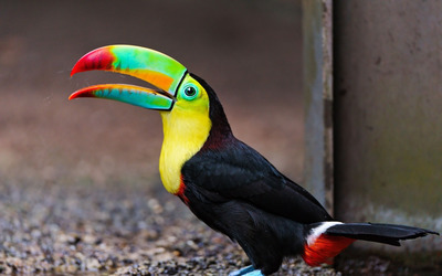 Keel-billed toucan wallpaper