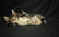 Kitten [6] wallpaper 1920x1200 jpg