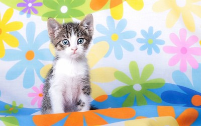 Kitten [17] Wallpaper