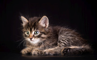 Kitten [19] wallpaper 1920x1200 jpg