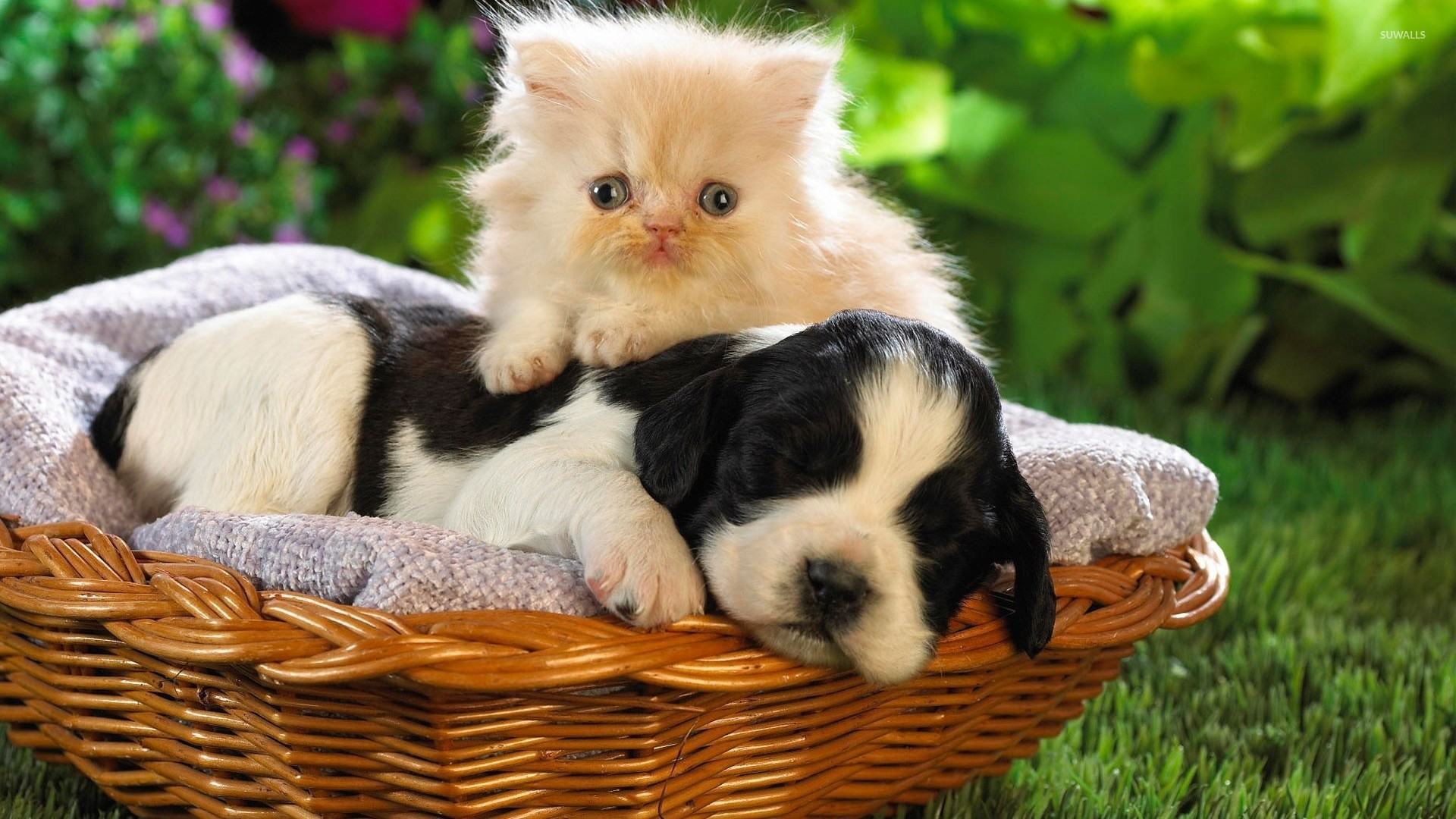Kitten and puppy wallpaper - Animal wallpapers - #6928