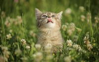 Kitten in grass wallpaper 1920x1200 jpg