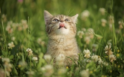 Kitten in grass wallpaper