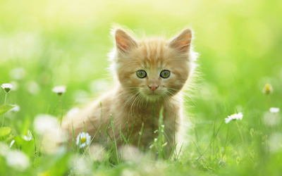 Kitten in the grass wallpaper