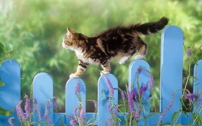 Kitten on Fence wallpaper