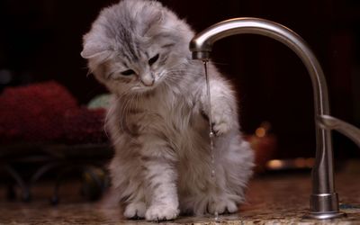 Kitten playing witht the tap wallpaper