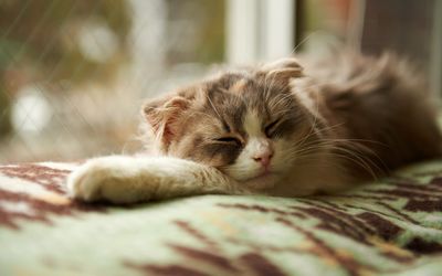 Kitten resting wallpaper