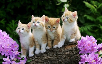 Kittens wallpaper