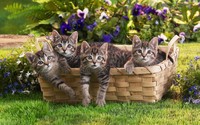 Kittens [3] wallpaper 1920x1200 jpg