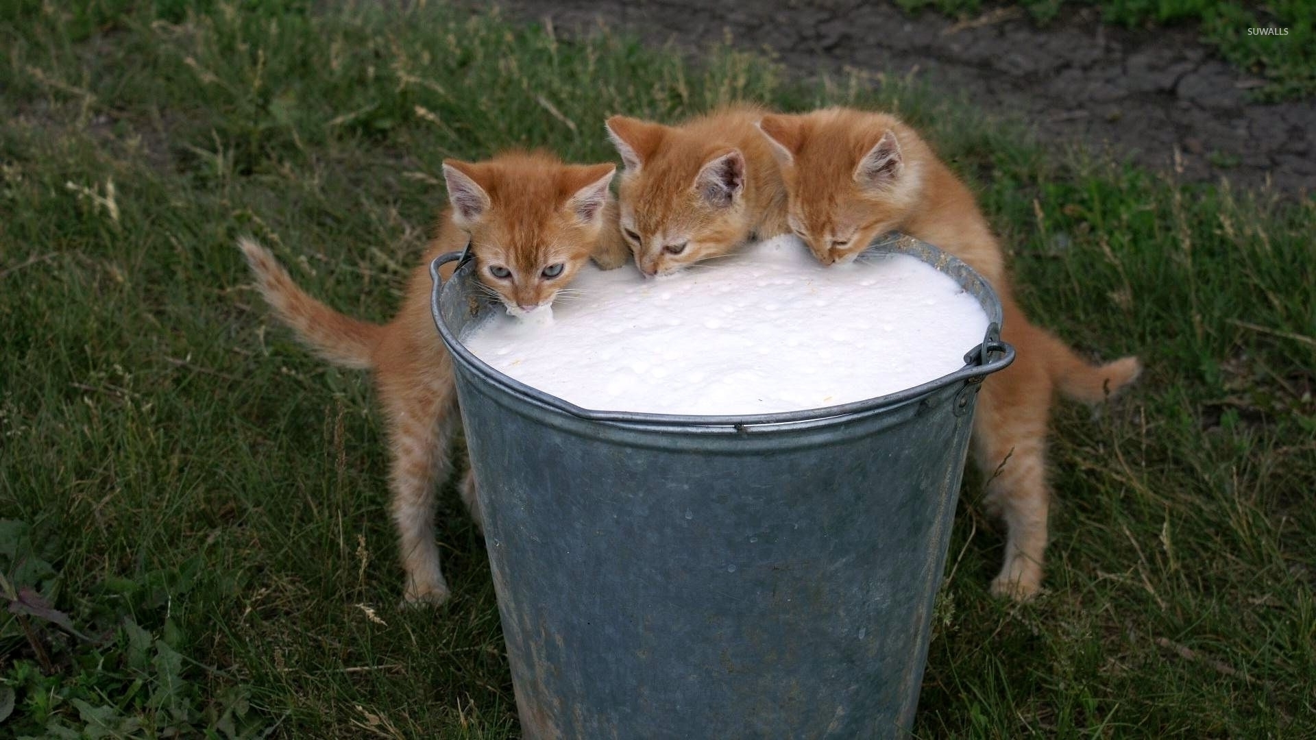 Kittens drinking milk wallpaper Animal wallpapers 35513